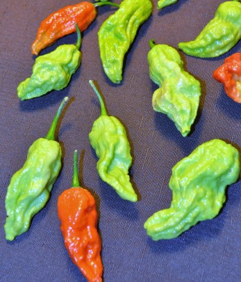 Ghost peppers flying with color